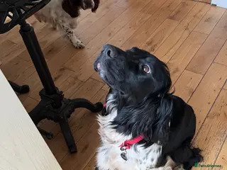 English Springer Spaniel dogs English springer spaniels - Advert 6