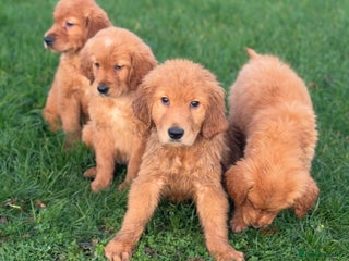 Golden Retriever dogs KC health checked outstanding temperaments - Advert 6