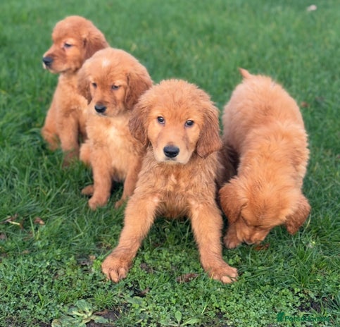 Golden Retriever dogs - Advert 1