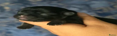 Black dobie