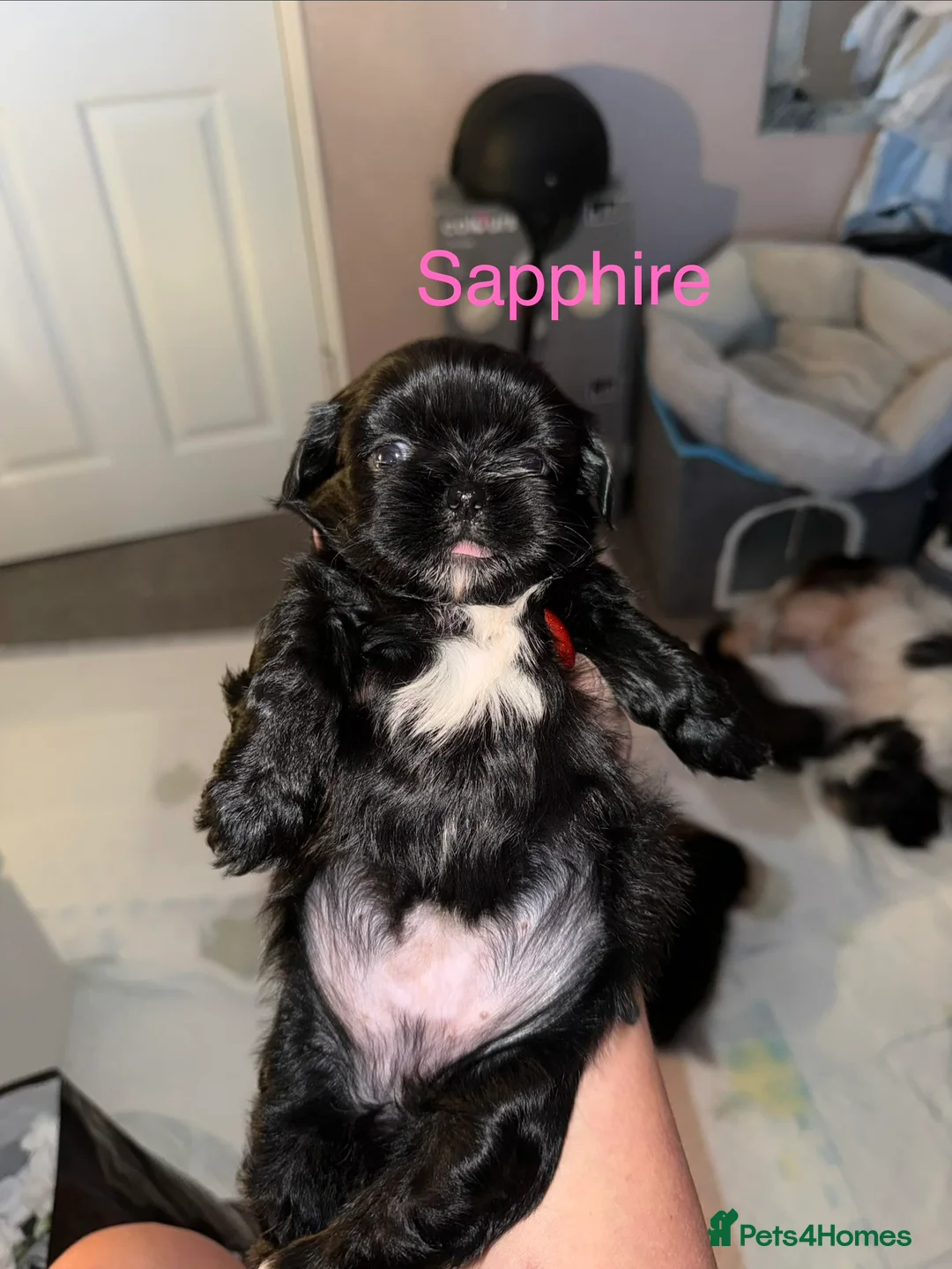 Shih Tzu dogs for sale: Beautiful  Shih Tzu puppies - 3 boys & 3 girls   - Advert 8