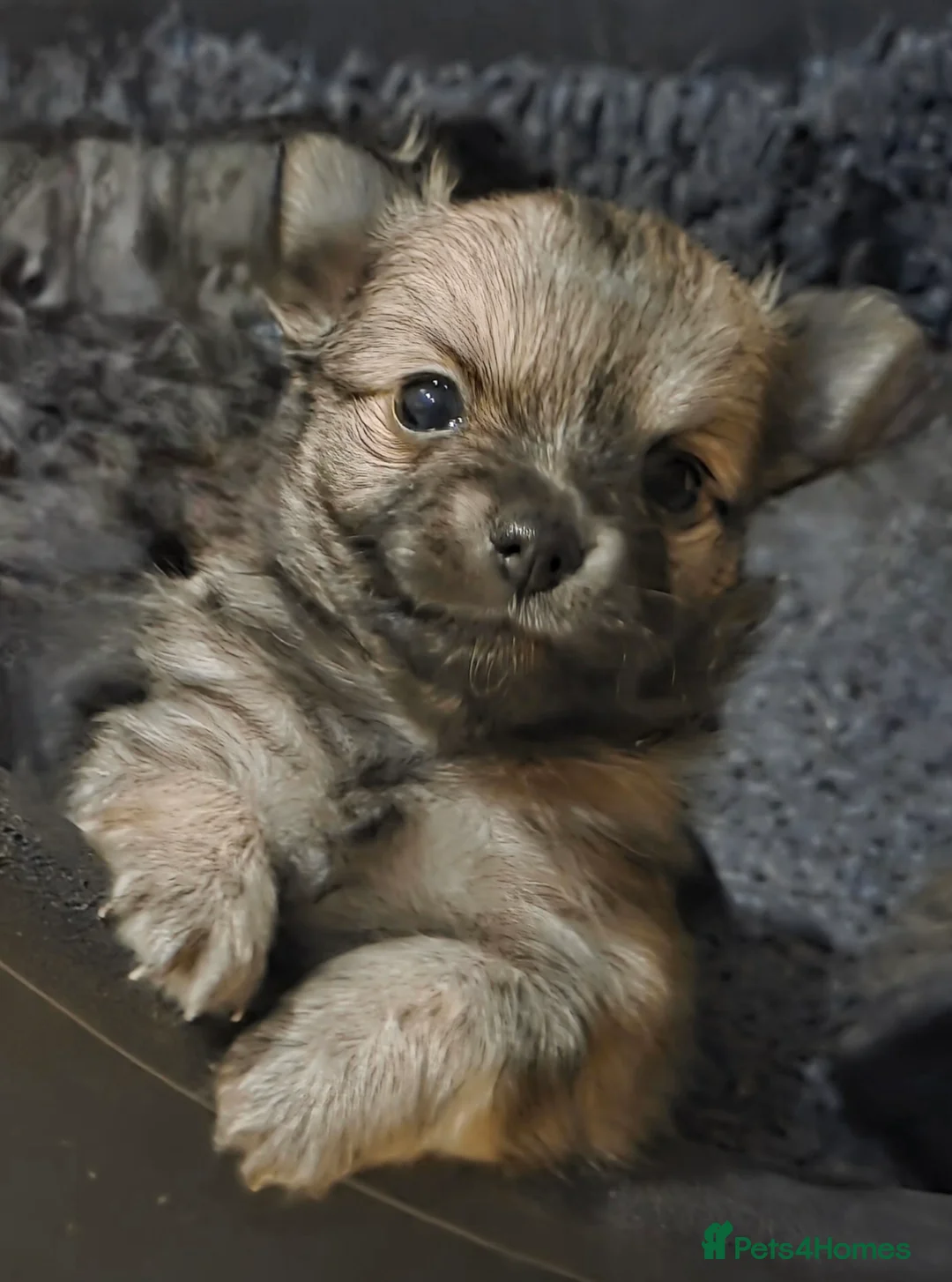 German Spitz dogs for adoption: Beautiful precious Babies  in Stroud - Advert 8