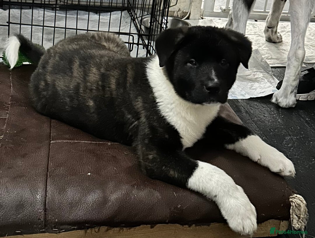 Akita dogs for sale: Akita Puppies for Sale - Advert 3