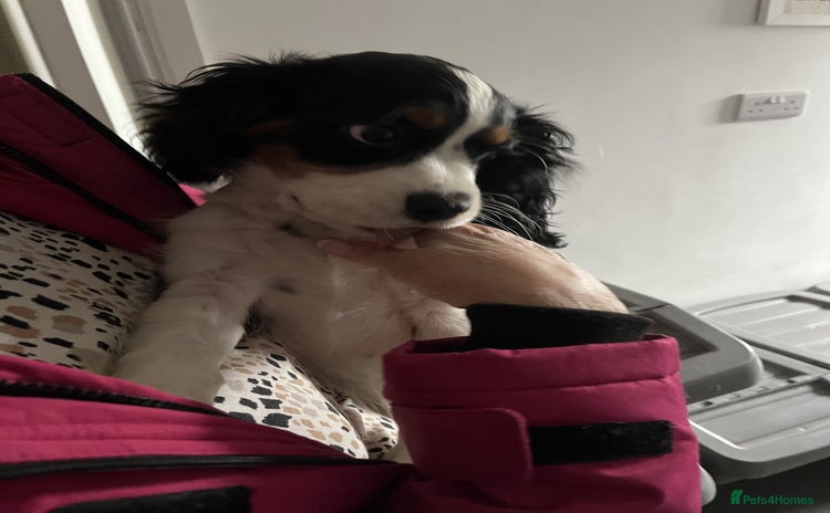 Cavalier King Charles Spaniel dogs - Advert 7