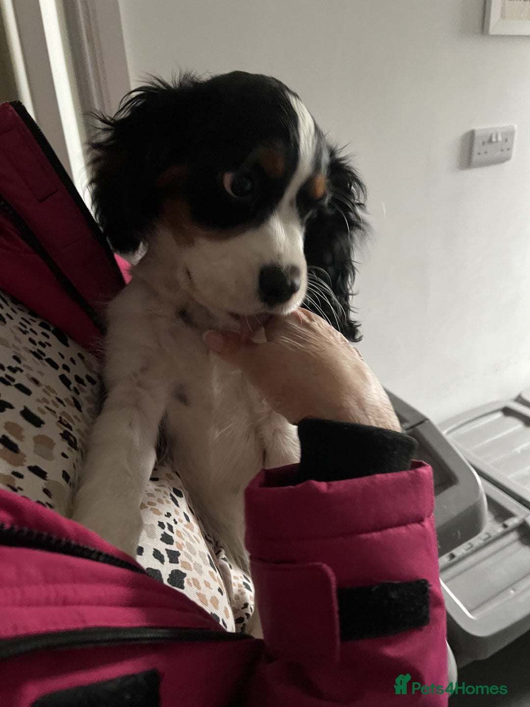 Cavalier King Charles Spaniel dogs for sale: 1 Tri Chocolate Carrier Health Tested Parents - Image 1