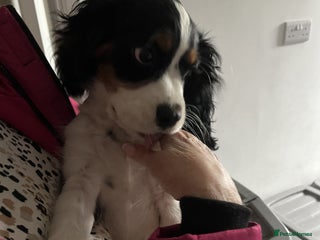 Cavalier King Charles Spaniel dogs - Advert 15