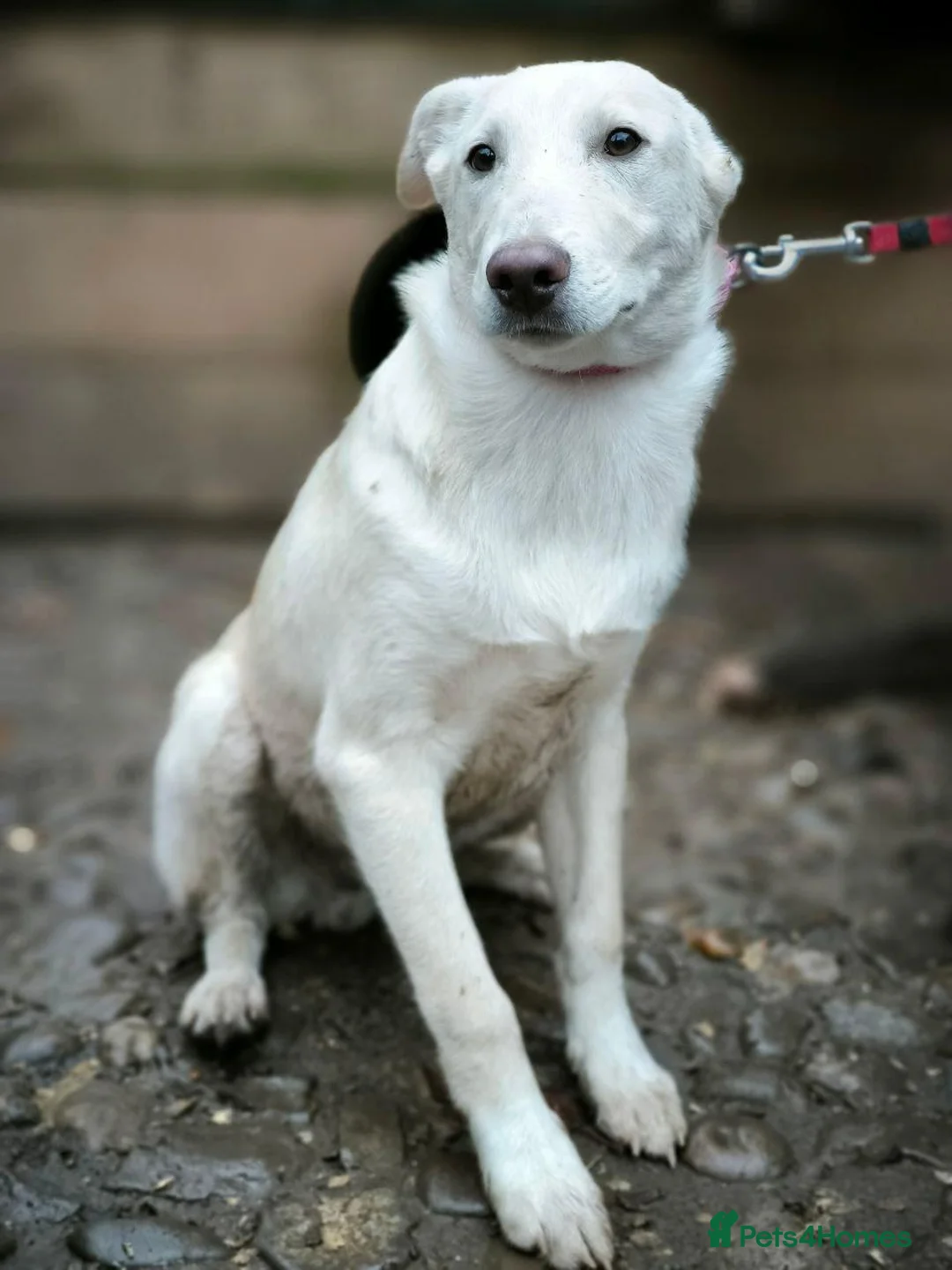 Mixed Breed dogs for adoption: 💙MOROZKO💙9 months Affectionate•Gentle•Puppy-like in Oxford - Advert 6