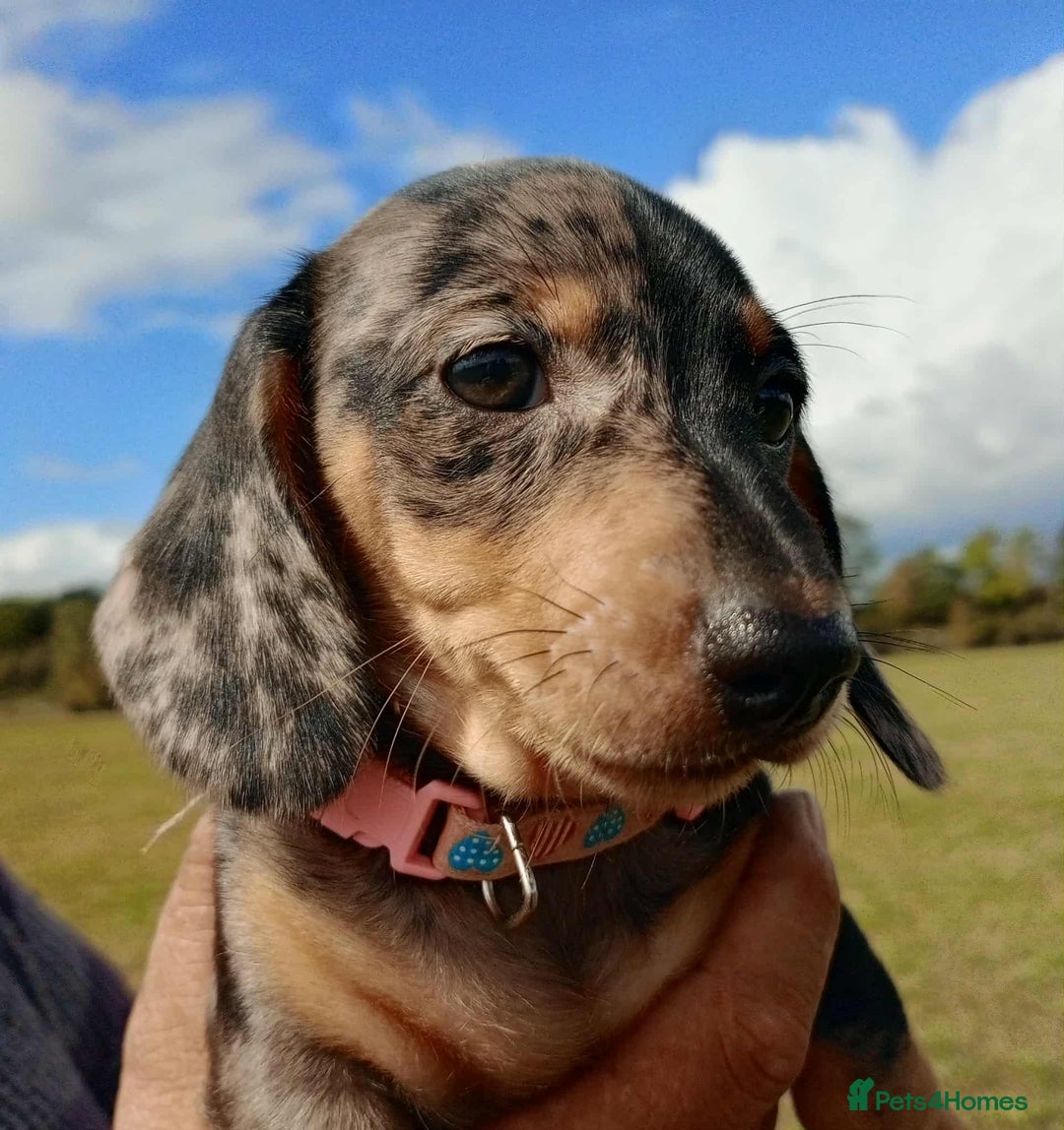 Miniature Dachshund dogs for sale: Stunning silver dapple miniature dachshunds  - Image 23
