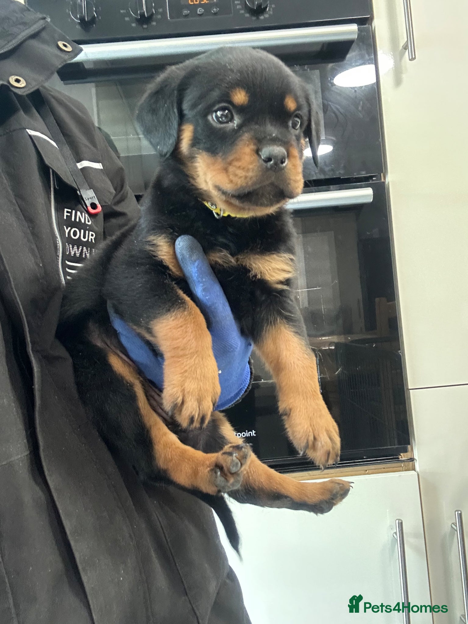 Rottweiler dogs for sale: Rottweiler Puppies  - Advert 18