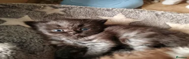 British Shorthair Kitten 2