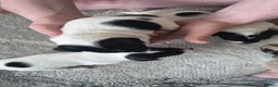 Jack Russell dogs for sale: 4 stunning male jack russell puppies  in Larkhall - Advert 9