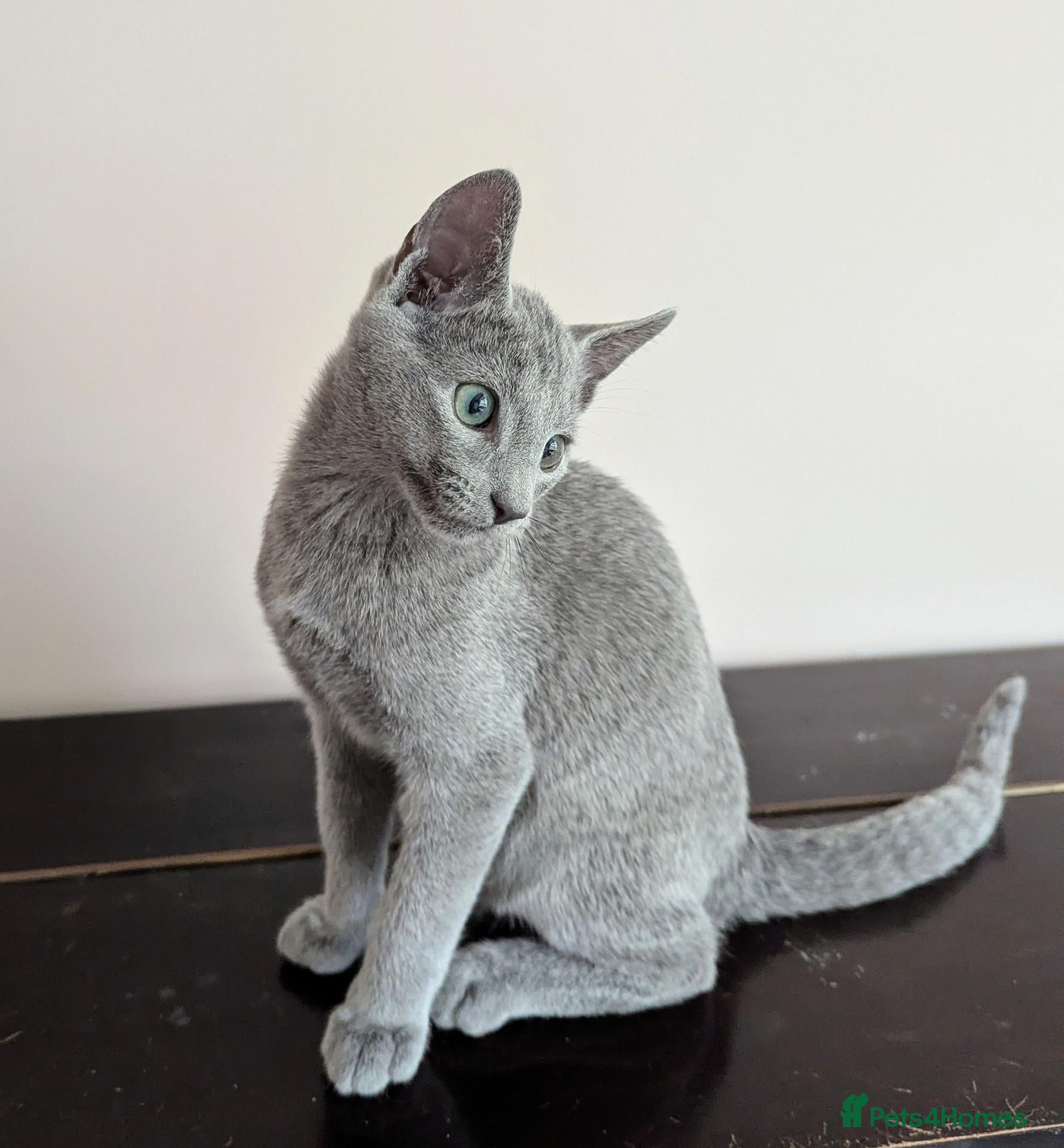Russian Blue cats Affectionate Pedigree Kittens Ready Now - Advert 2