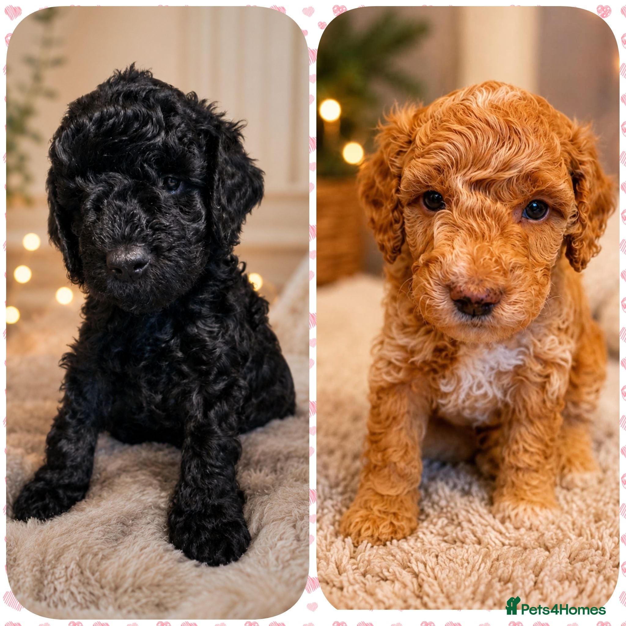 Cockapoo dogs ⭐️BEAUTIFUL TOY COCKAPOO PUPPIES⭐️ - Advert 1