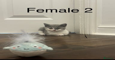British Shorthair cats - Advert 16