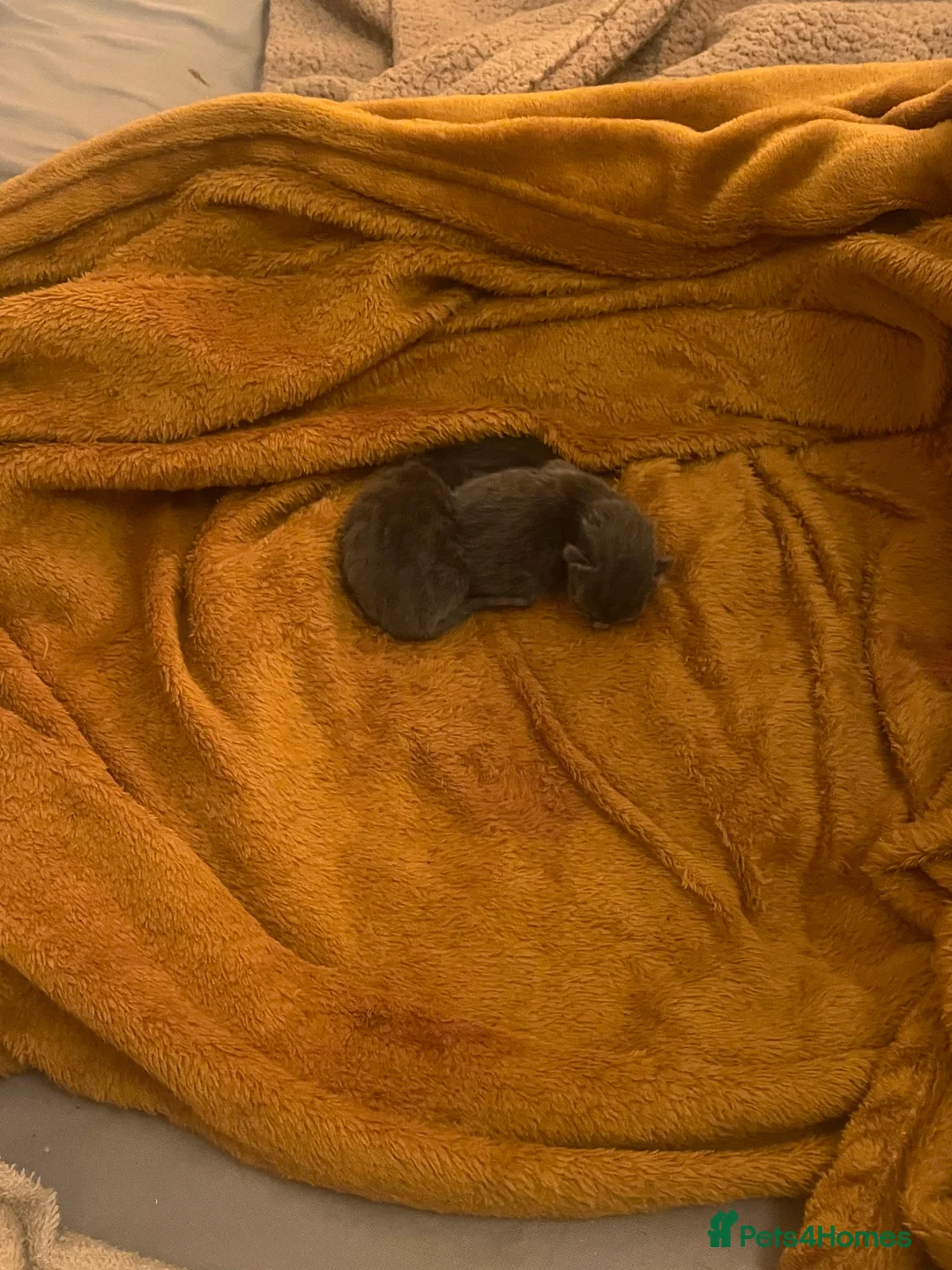 Mixed Breed cats for sale: 2 Grey kittens - Advert 13