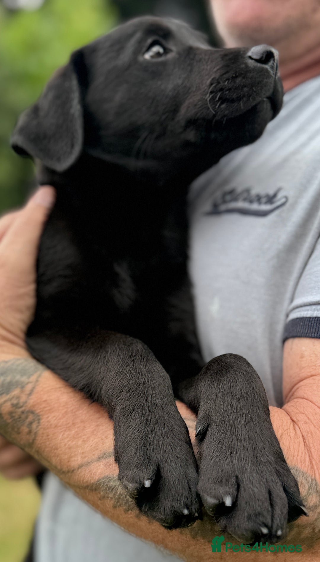 Labrador Retriever dogs for sale: Fully vaccinated -Gorgeous KC Reg Labrador Puppies - Image 6