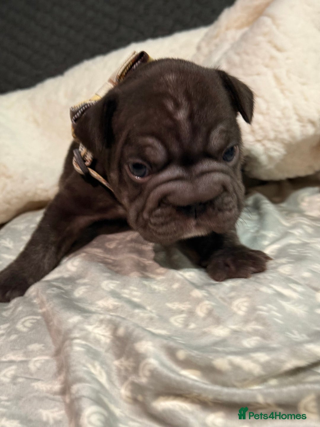 French Bulldog dogs for sale: French bulldog puppies for sale! - Advert 8