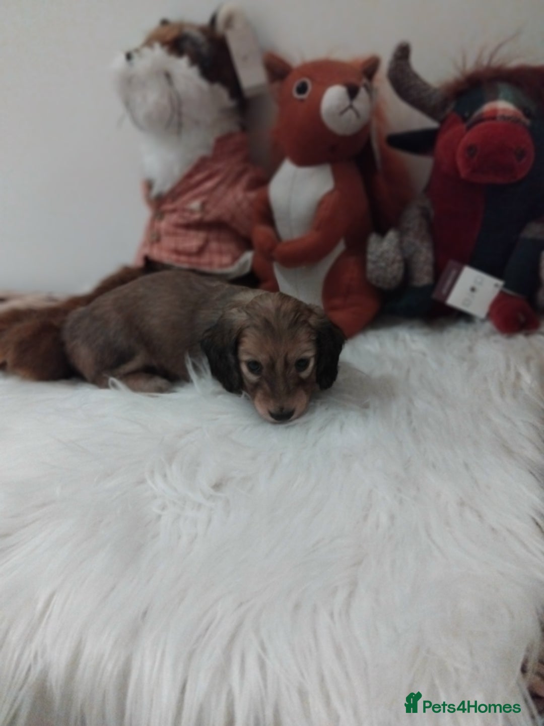 Miniature Dachshund dogs for sale: Miniture long haired dachshund puppies for sale  - Advert 5