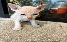 Sphynx cats for sale: Sphynx Kittens ready to go now! - Image 7