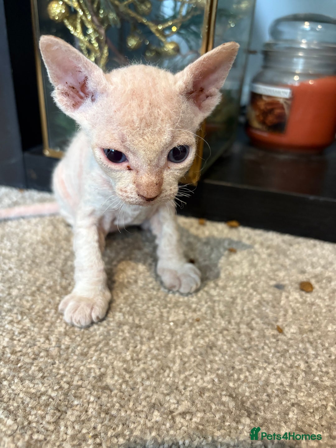 Sphynx cats for sale: Sphynx Kittens ready to go now! - Image 7