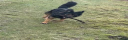 Mixed Breed dogs for sale: (Shadow)17 month German Shepard cross bordercollie - Advert 2