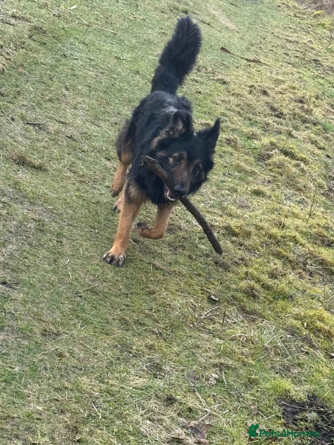 Mixed Breed dogs for sale: (Shadow)17 month German Shepard cross bordercollie - Advert 2