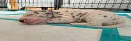 Dalmatian dogs for sale: Exceptional KC Liver Spotted Dalmatian Puppies - Advert 9
