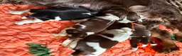 Cocker Spaniel dogs for sale: Stunning show cocker spaniel girls  - Advert 1