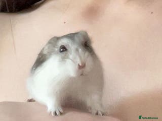 Hamster rodents Dwarf hamster needs rehoming - Advert 10