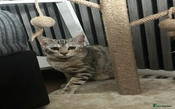Bengal cats for sale: 2 Female Bengals - Image 2