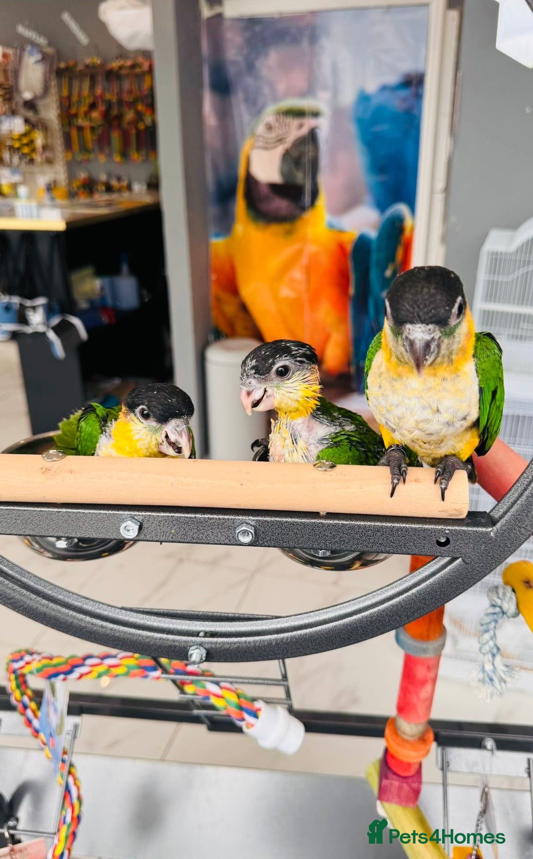 Parrots birds for sale: Parrots  - Image 20