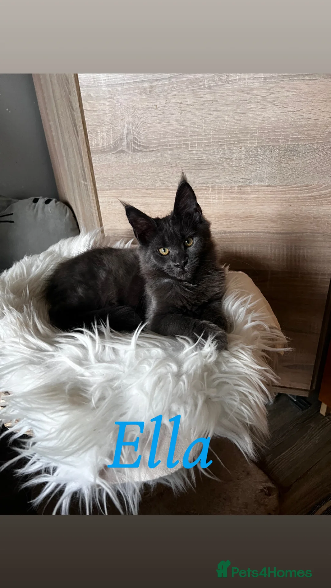 Maine Coon cats for sale: Maine Coon kittens  - Advert 2