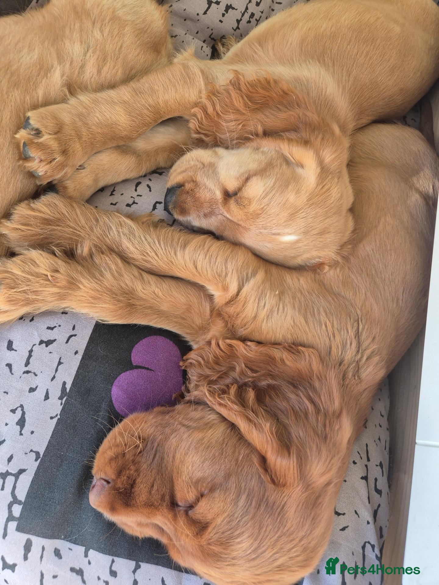 Cocker Spaniel dogs Cocker spaniels Barnsley area - Advert 2