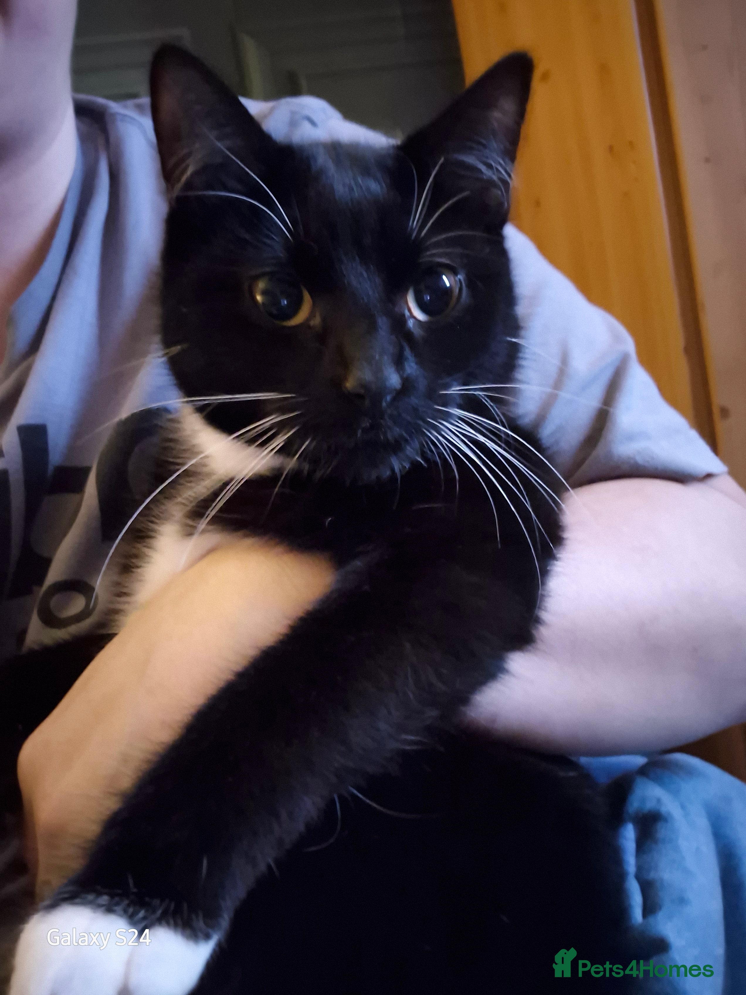 British Shorthair cats Older cats 🐈  - Advert 12