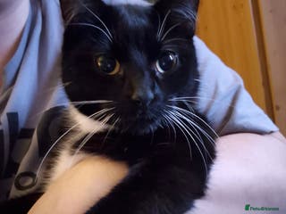 British Shorthair cats Older cats 🐈 - Advert 12