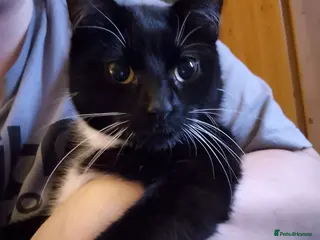 British Shorthair cats Older cats 🐈 - Advert 16