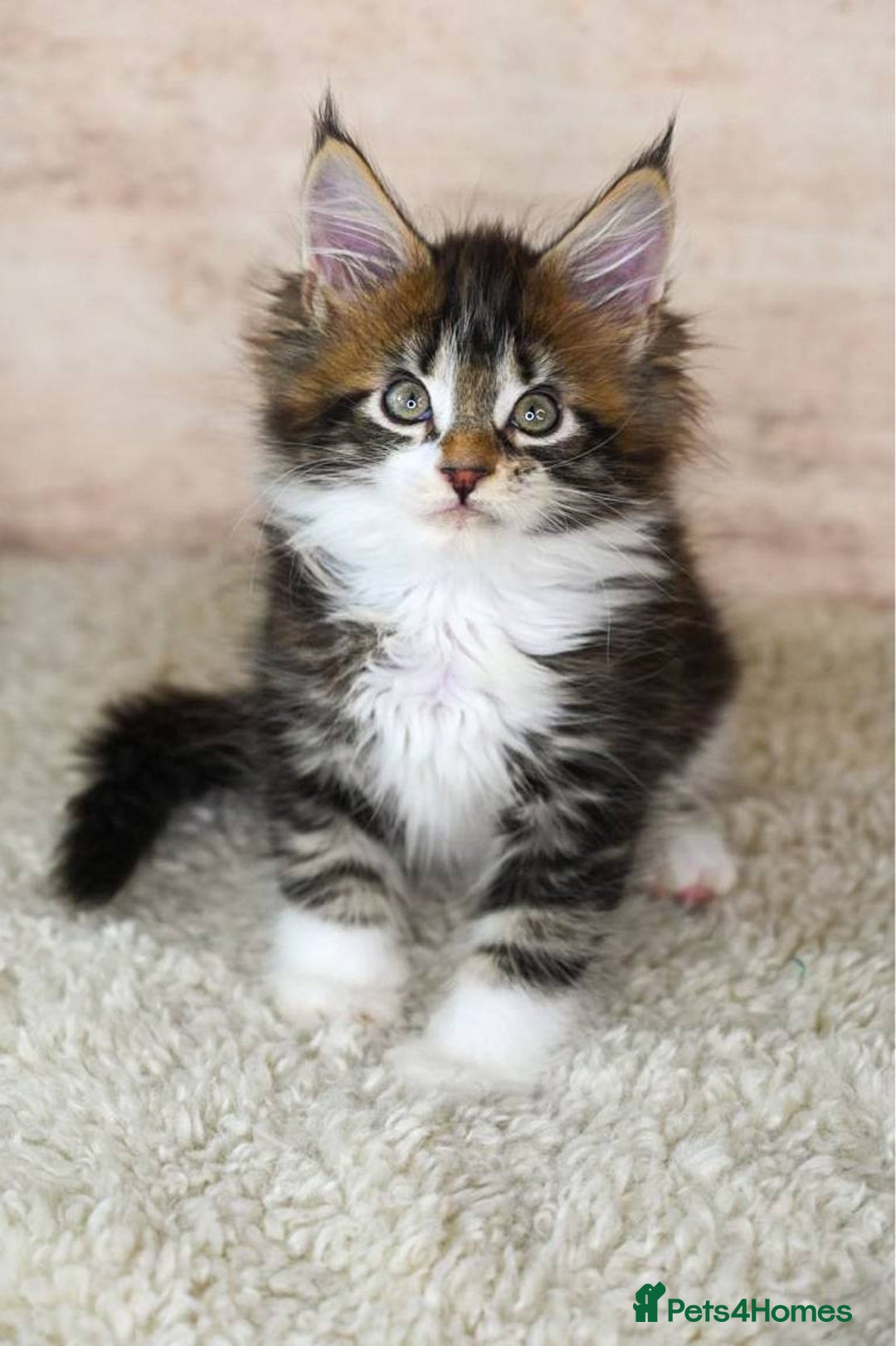 Maine Coon cats for sale: 🥇 5 Generation Pedigree - TICA registered  🌟 - Advert 25