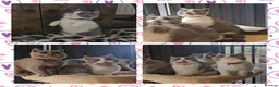 British Shorthair cats for sale: 4 perfect british shorthair kittens  - Advert 5