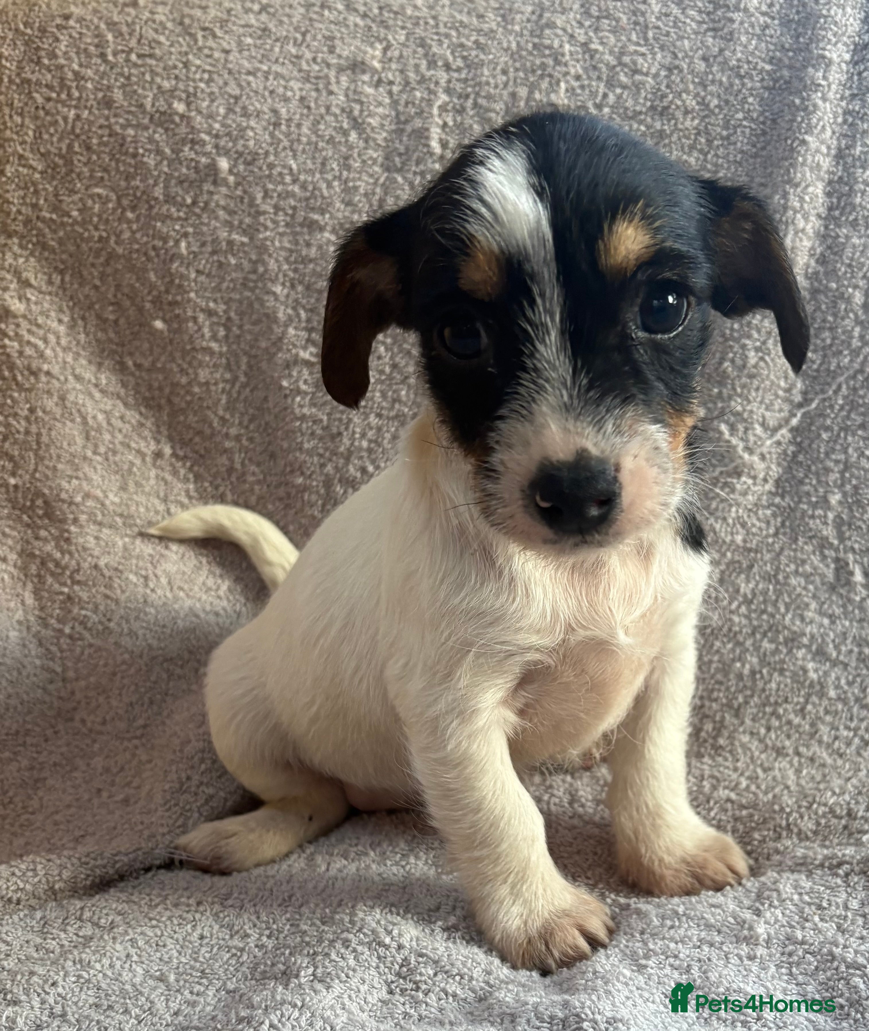 Jack Russell dogs Miniature Jack Russell puppies  - Advert 2
