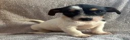 Jack Russell dogs for sale: Miniature Jack Russell puppies  - Advert 2