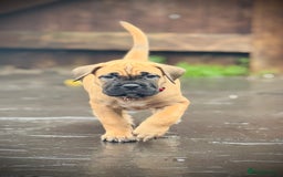 Cane Corso dogs for sale: 🐾✨PatoSquad Kennel FCI Grand Champion Puppies✨🐾 - Advert 4