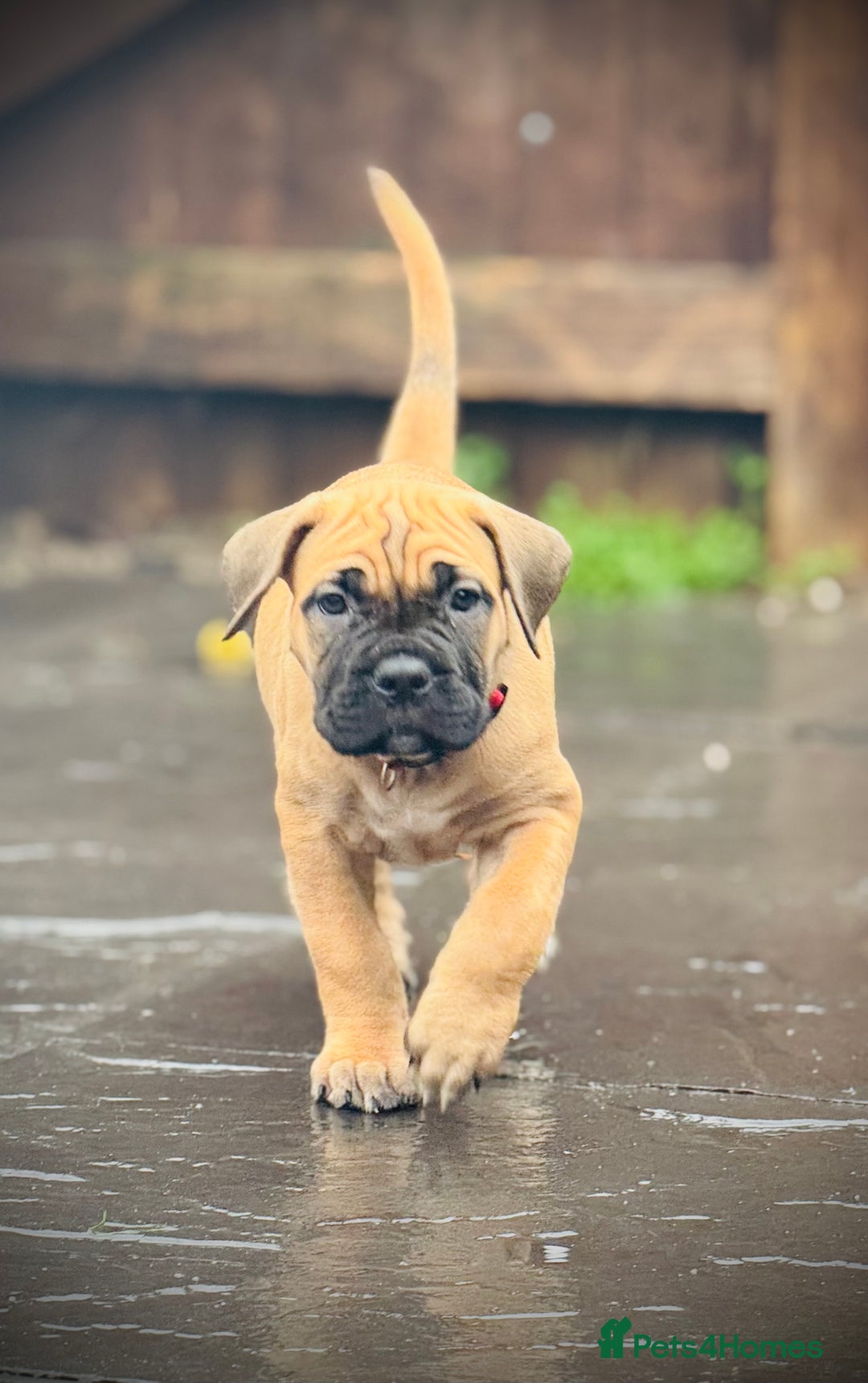 Cane Corso dogs for sale: 🐾✨PatoSquad Kennel FCI Grand Champion Puppies✨🐾 - Advert 4
