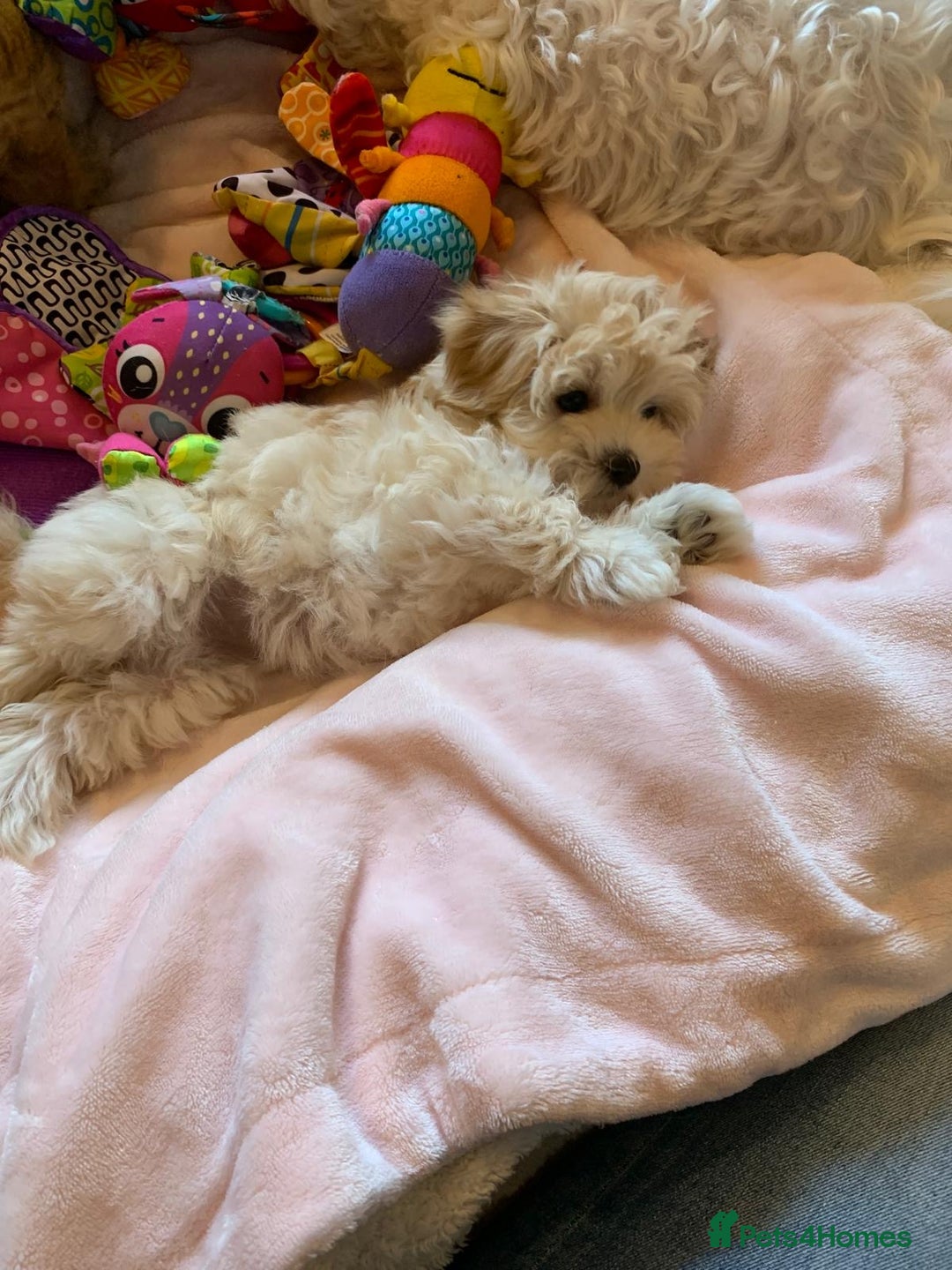 Maltipoo dogs for sale: Beautiful maltipoo puppies looking for new homes  - Image 18