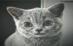 British Shorthair cats for sale: Female British shorthair  - Image 2