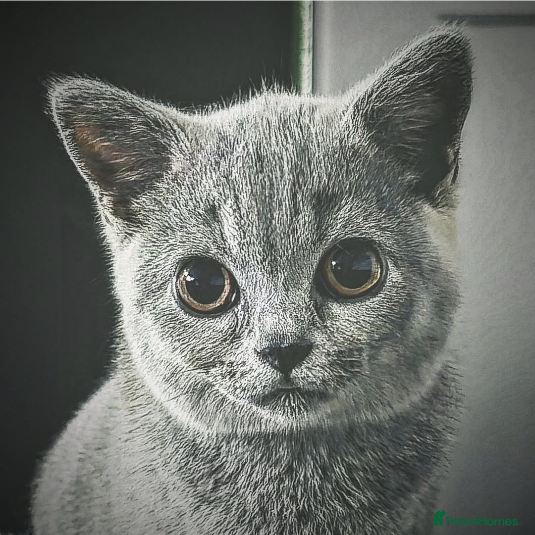 British Shorthair cats for sale: Female British shorthair  - Image 2