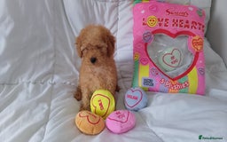 Poodle dogs for sale: Red small miniature poodle mum is tiny one 💙left - Image 24