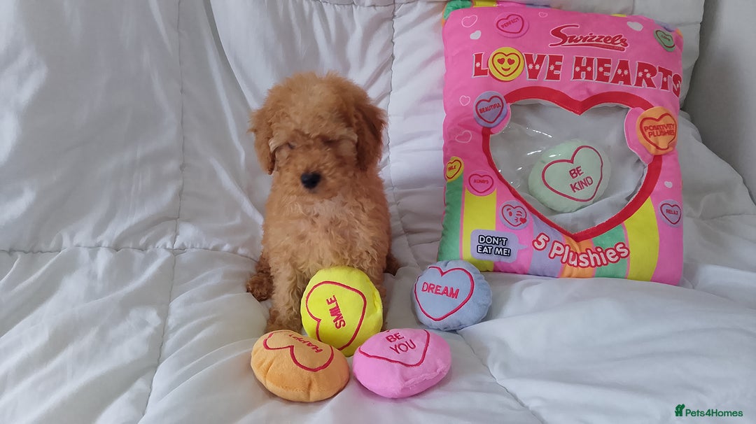 Poodle dogs for sale: Red small miniature poodle mum is tiny one 💙left - Image 24