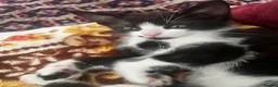 Mixed Breed cats for sale: Beautiful 3 month old tuxedo - Advert 12