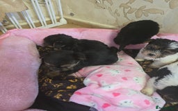 Yorkshire Terrier dogs for sale: 5 yorkies - Image 10