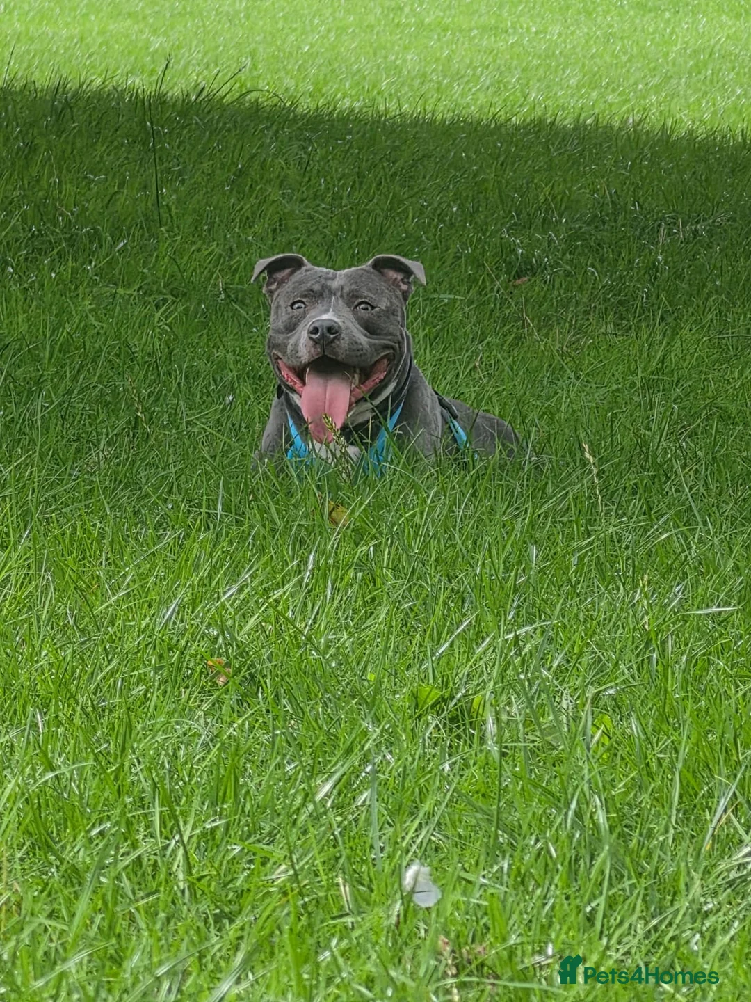 Staffordshire Bull Terrier dogs for stud: Loki The Blue Staff in Birmingham - Advert 2